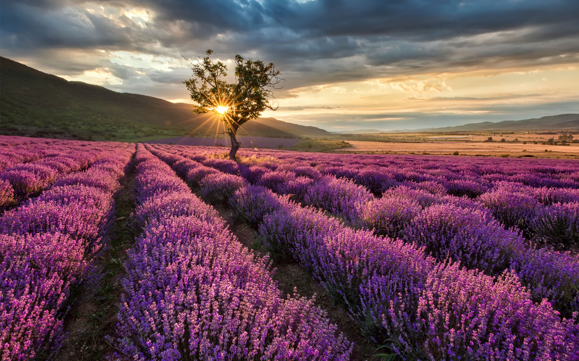 Lavanda